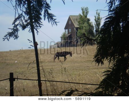 Casa infestata con cavallo