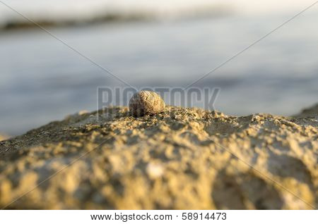 Sea Snail Or Whelk On Top Of A Coastal Rock