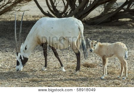Family of antelope, Arabian oryx (Oryx leucoryx) in desert nature reserve, 35 km north of Eilat, Israel