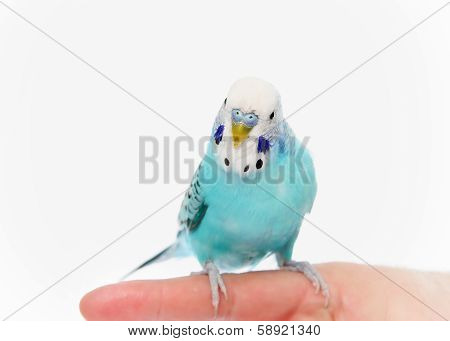 Budgerigar Sitting On Finger