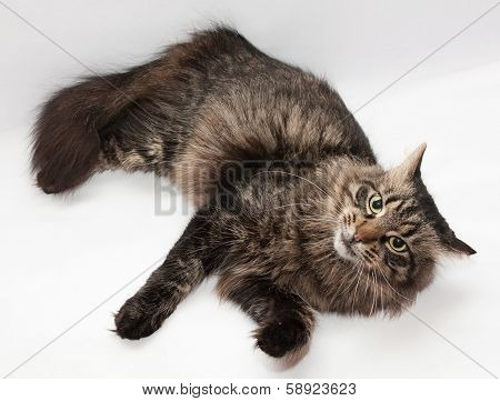 Striped Siberian Cat Is Looking Askance