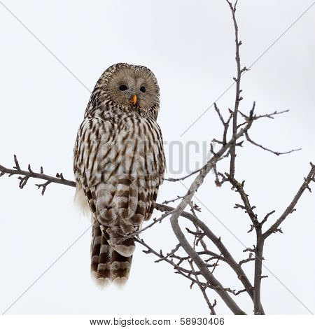 Ural owl in natural habitat (strix uralensis)