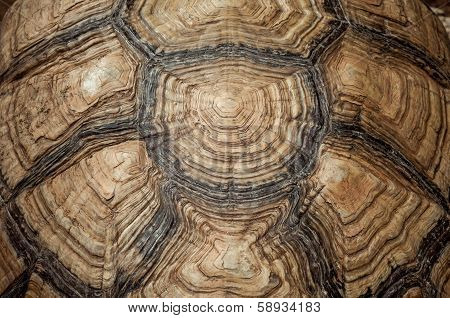 Texture of Turtle carapace