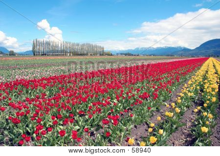 Spring Tulips