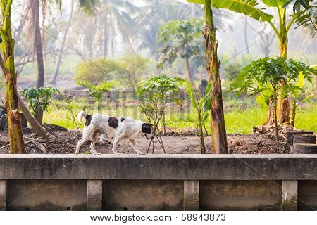 Black And White Femal Dog On Concrete Canel Wall