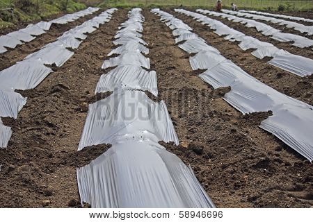 Strawberry Field, Plants Growing Under Black Pastic Sheets, India