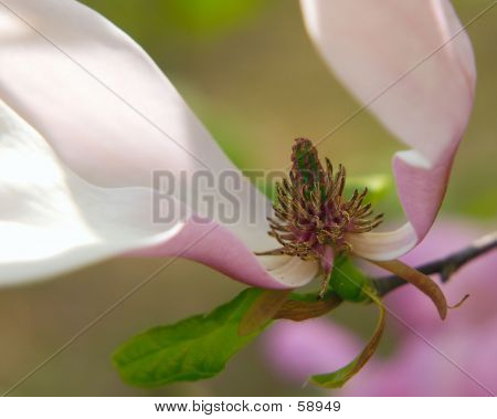Magnolia japonês