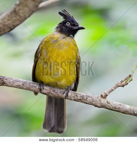 Black-crested Bulbul