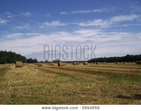 Paesaggio rurale