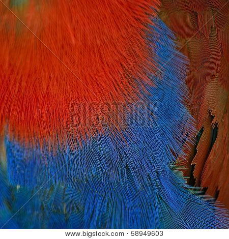 Eclectus Parrot Feather