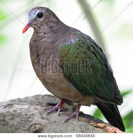 Emerald Dove