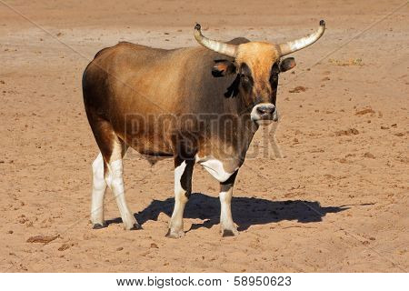 Sanga bull - indigenous cattle breed of northern Namibia, southern Africa 