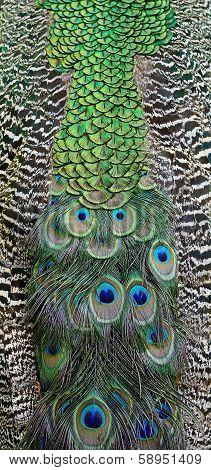 Green Peafowl Feather