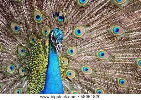 Green Peafowl