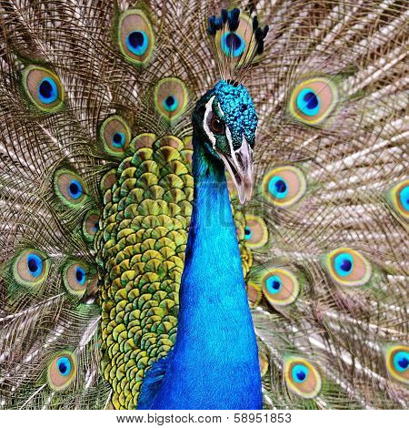 Green Peafowl