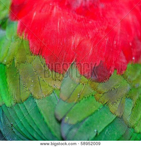 Lory Keet Feather