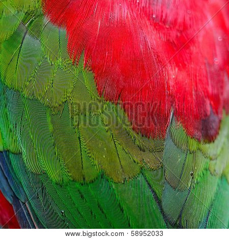 Lory Keet Feather