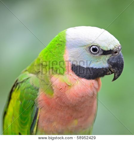 Red-breasted Parakeet