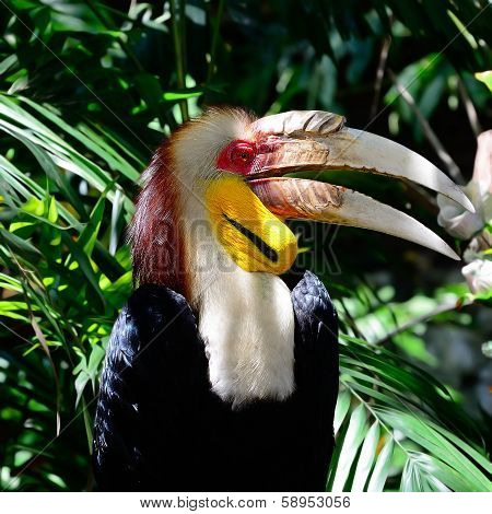 Wresthed Hornbill