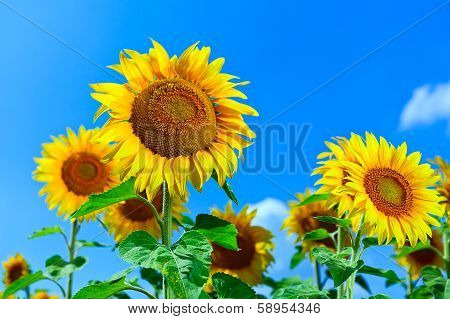 Bright sunflowers under blue