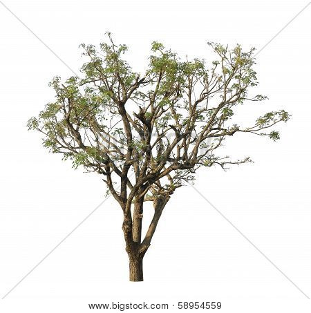 Neem Tree (azadirachta Indica)