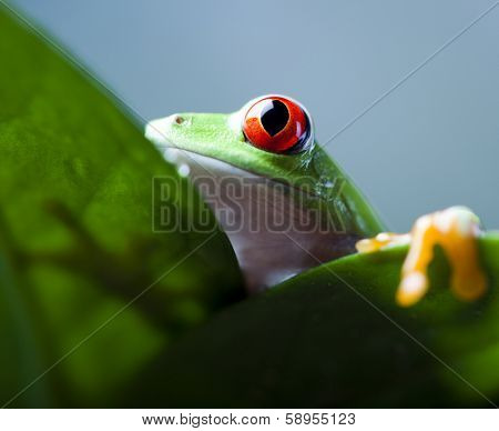 Frog shadow on the leaf 