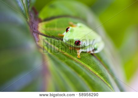 Tree frog