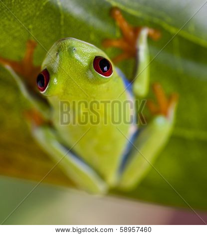 Green tree frog