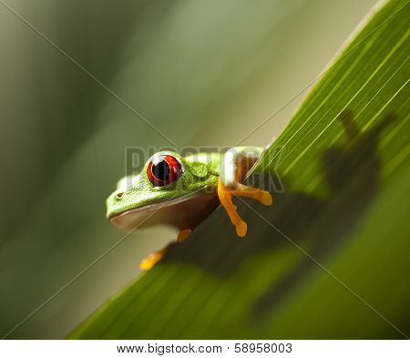 Frog shadow on the leaf 