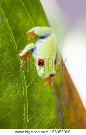 Frog on the leaf 