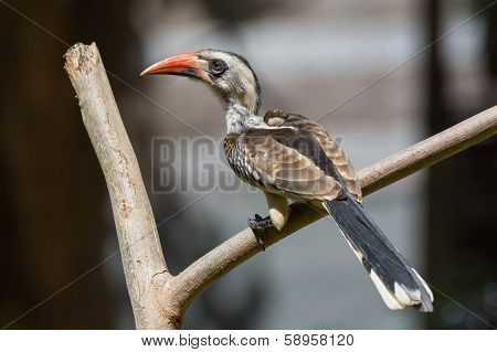 Western Red-billed Hornbill