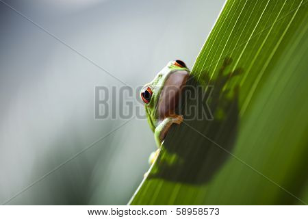 Frog shadow on the leaf 