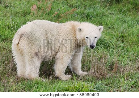 Polar bear with baby