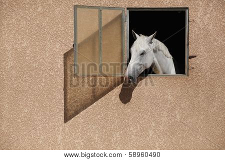 Equestrian center