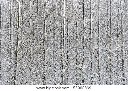 Snow covered forest