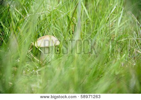 Boletus Edulis