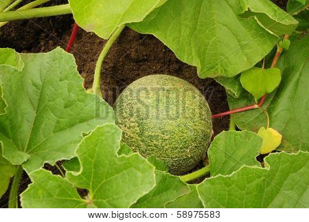 Canteloupe in the garden