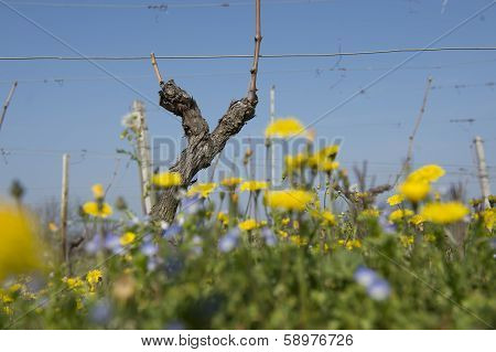 Wine In Spring After Pruning