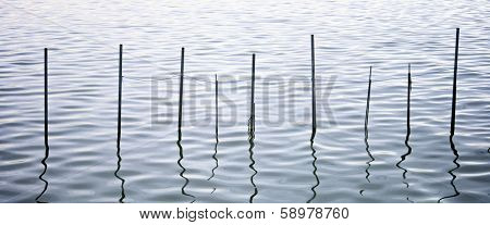 view of poles for fishing nets in La Albufera, Valencia, Spain.