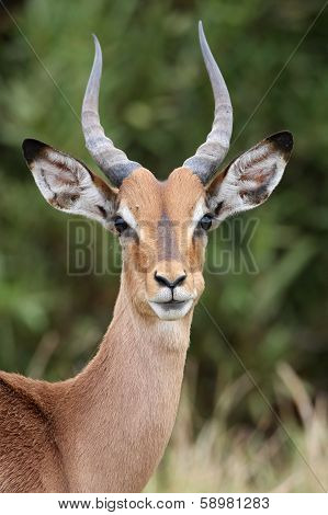 Young Impala Antelope