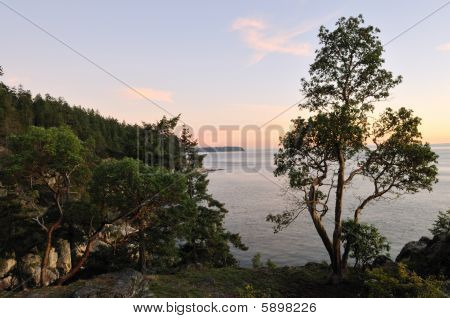 Arbutus drzewa na plaży o zachodzie słońca