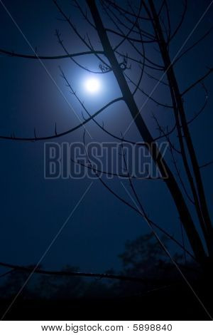 Hátborzongató Moonlight