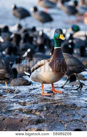 Wild Male Mallard Duck Over Coots.