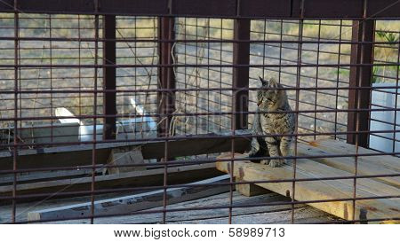 Kitten in jail