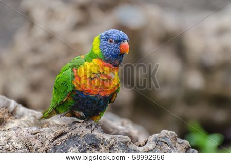 Rainbow lorikeet