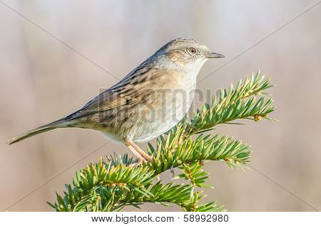 Dunnock