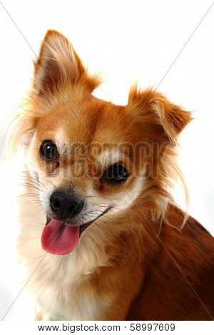 Head Of Brown Chiuahua