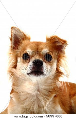 Head Of Brown Chiuahua