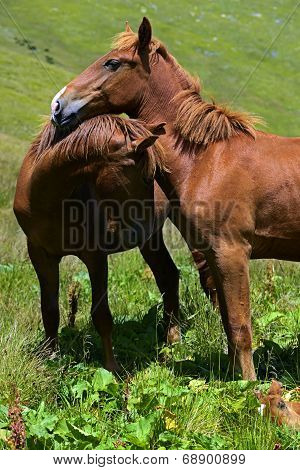 Horse