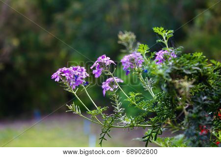Purple Flowers In The Garden